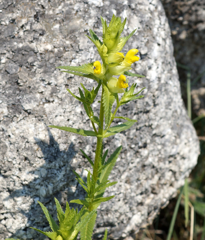 Изображение особи Rhinanthus vernalis.