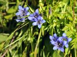 Gentiana septemfida. Верхушки цветущих растений. Карачаево-Черкесия, окр. пос. Домбай, долина р. Алибек. 29.07.2014.