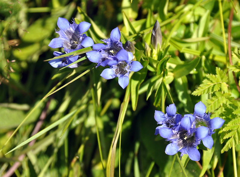 Image of Gentiana septemfida specimen.