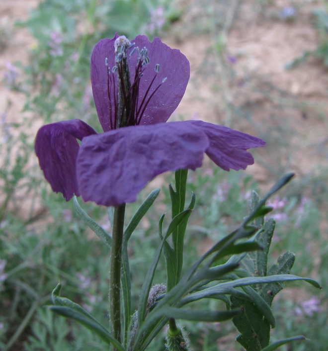 Image of Roemeria hybrida specimen.