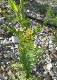Sonchus nymanii