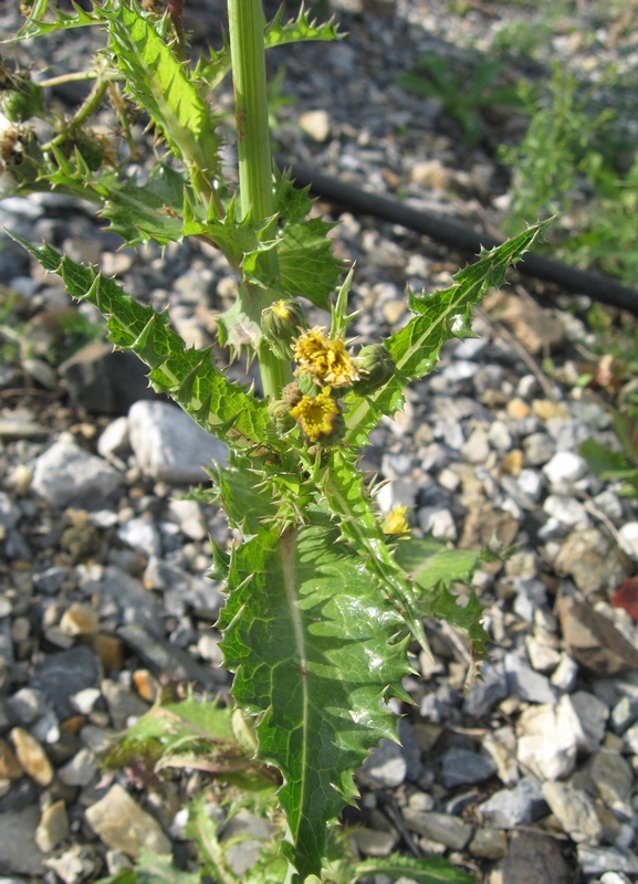 Image of Sonchus nymanii specimen.