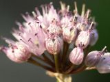 Allium splendens