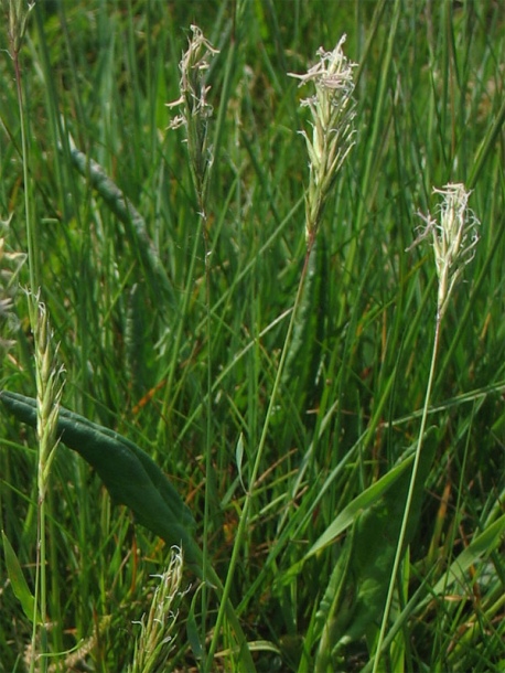 Image of Anthoxanthum odoratum specimen.