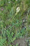 Hedysarum gmelinii. Цветущее растение. Хакасия, Усть-Абаканский р-н, окр. с. Биджа. Август 2009 г.