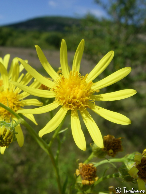 Image of Senecio grandidentatus specimen.