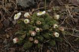 Callianthemum alatavicum