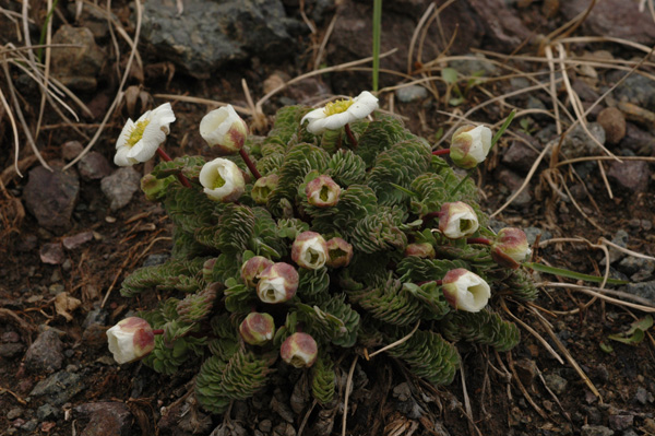 Изображение особи Callianthemum alatavicum.