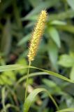 Setaria pumila