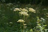 Angelica sylvestris