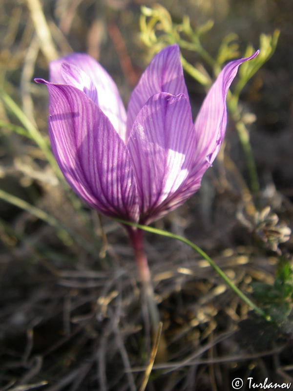 Изображение особи Crocus pallasii.