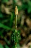 Equisetum sylvaticum. Петергоф, парк \"Сергиевка\". Конец мая.