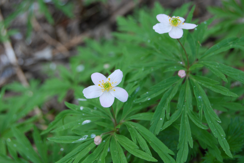 Image of Anemone caerulea specimen.