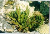 Dryopteris fragrans. Растение на скале. Республика Саха (Якутия), Олёкминский район, заповедник Олёкминский, р. Олёкма, близ устья р. Тас-Хайко. Июль 1998 г.