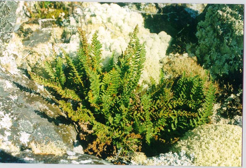 Image of Dryopteris fragrans specimen.