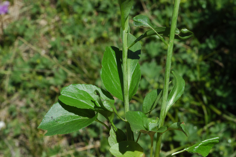 Image of Eutrema integrifolium specimen.