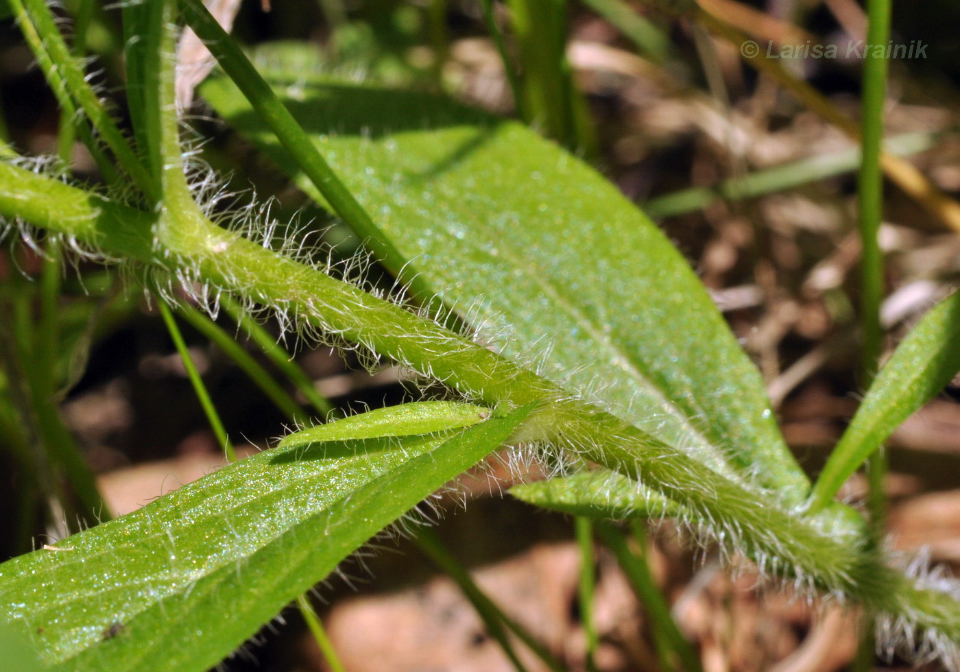 Image of Mazus stachydifolius specimen.