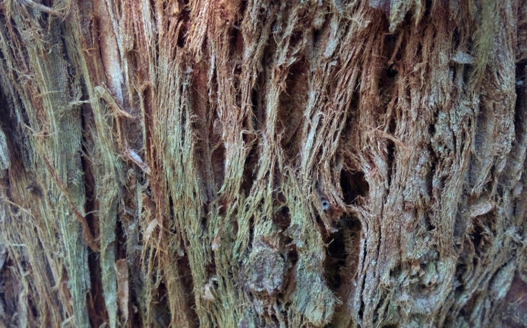 Image of Sequoia sempervirens specimen.