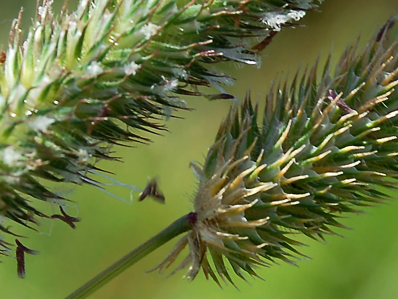 Изображение особи Phleum pratense.