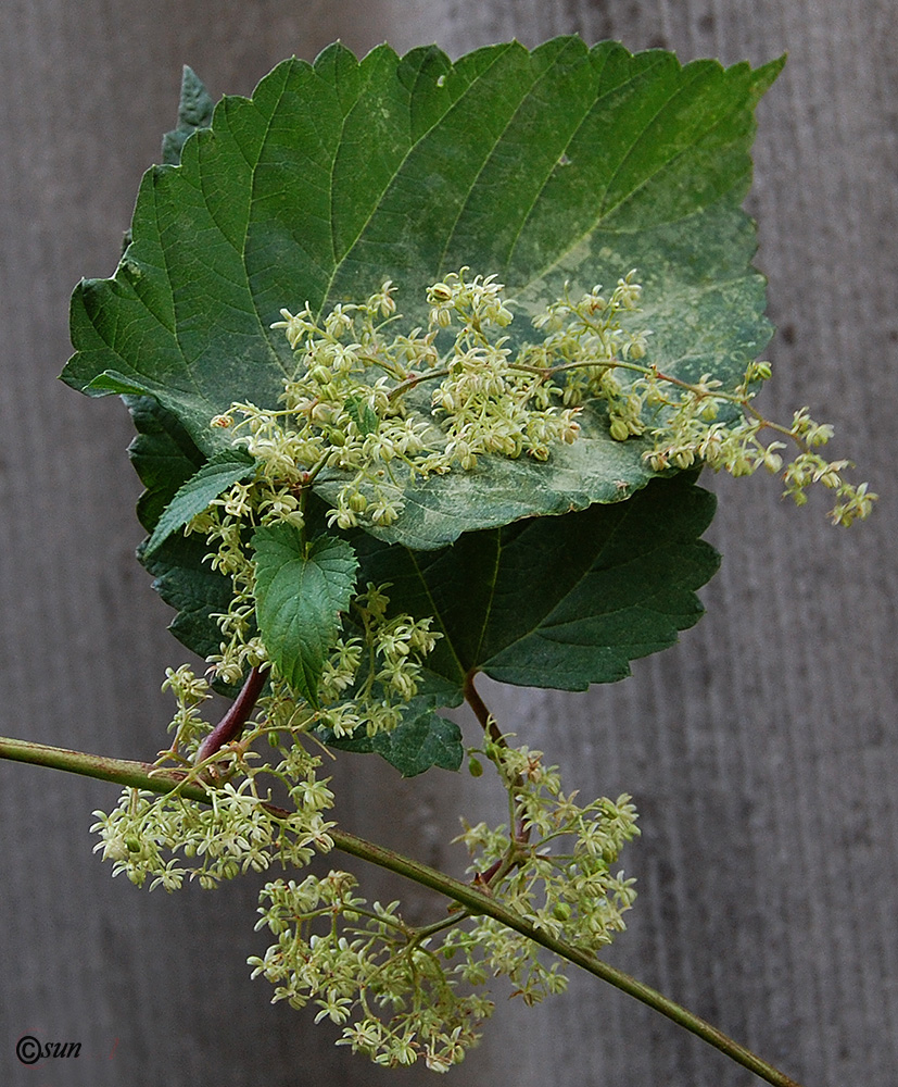 Изображение особи Humulus lupulus.