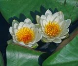Nymphaea candida. Цветки. Московская обл., Раменский р-н, окр. дер. Хрипань, садовый участок. 22.06.2015.