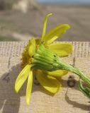 Senecio vernalis