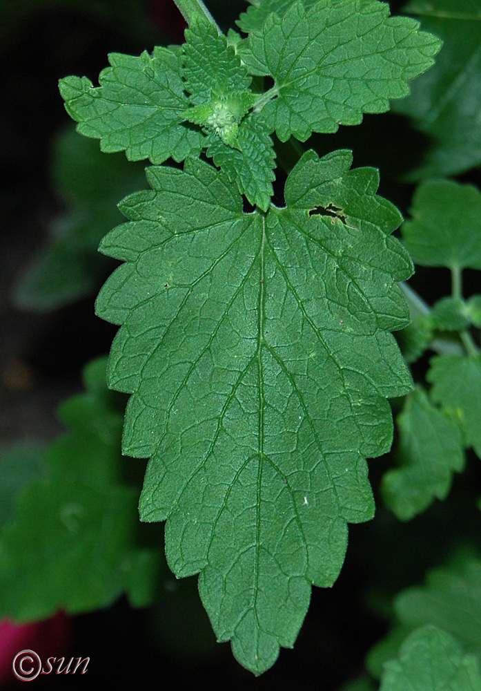 Image of Nepeta cataria specimen.