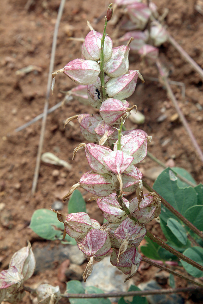 Image of Astragalus megalomerus specimen.