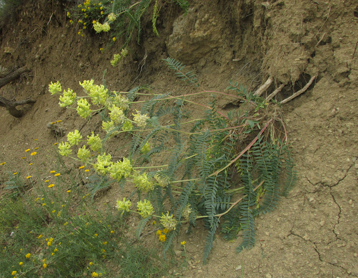 Изображение особи Astragalus ponticus.