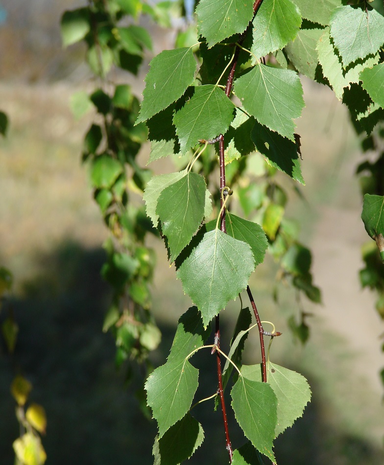 Изображение особи Betula pendula.