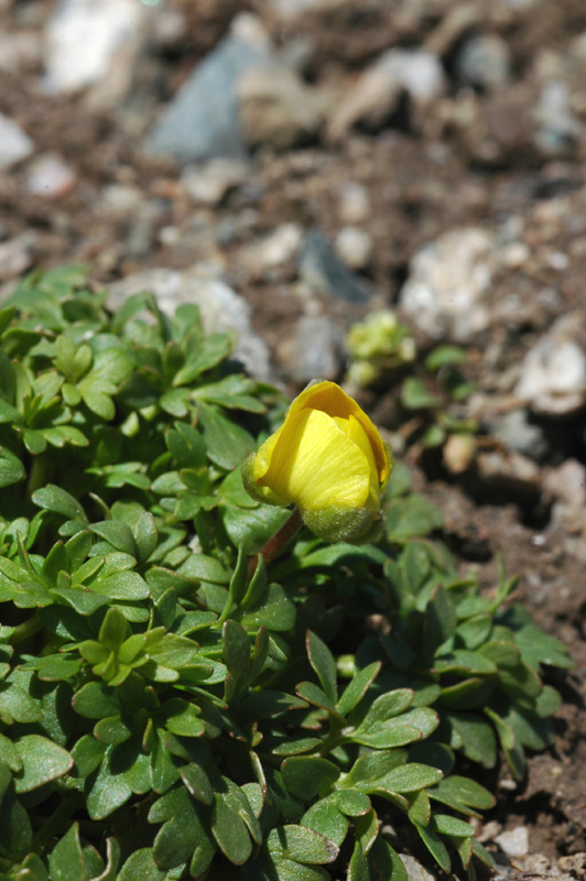 Image of Ranunculus gelidus specimen.