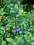 Vaccinium uliginosum. Верхушка побега с плодами. Приморье, Сихотэ-Алинский заповедник, бухта Голубичная. 06.08.2012.