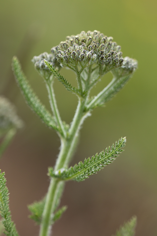 Image of Achillea neilreichii specimen.