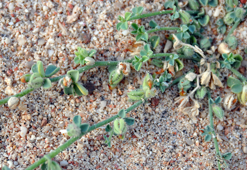 Image of Lotus garcinii specimen.