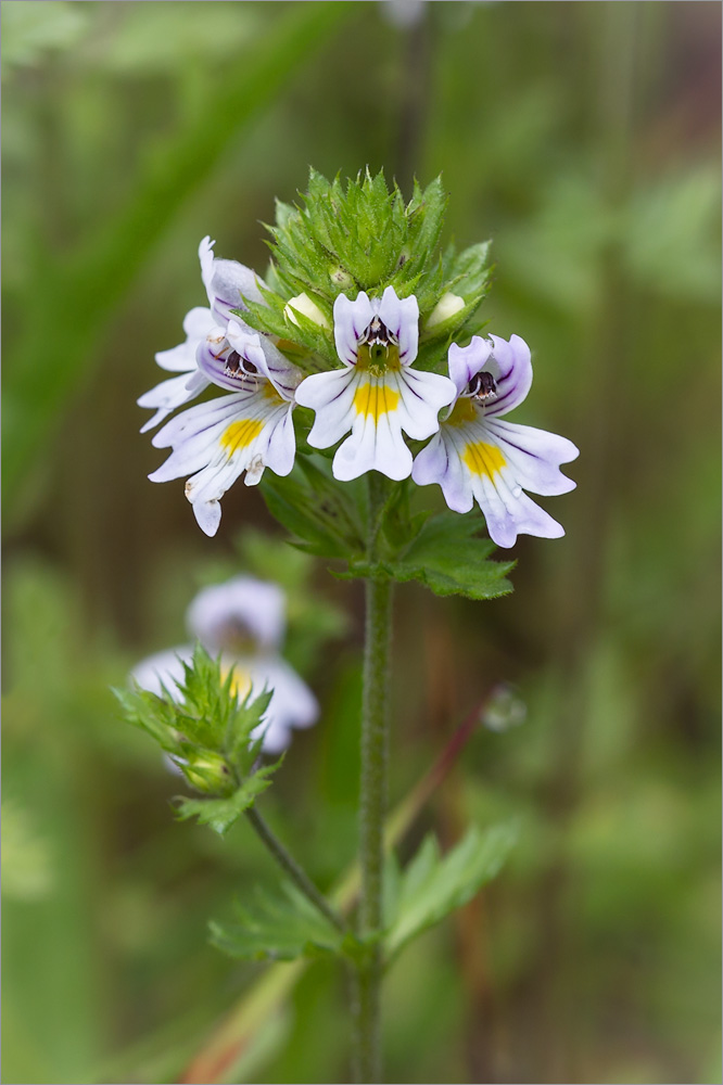 Изображение особи Euphrasia brevipila.