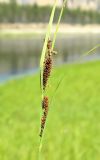 genus Carex. Верхушка побега с соплодиями. Якутия, Хангаласский улус, берег р. Синей. Июль 2013 г.