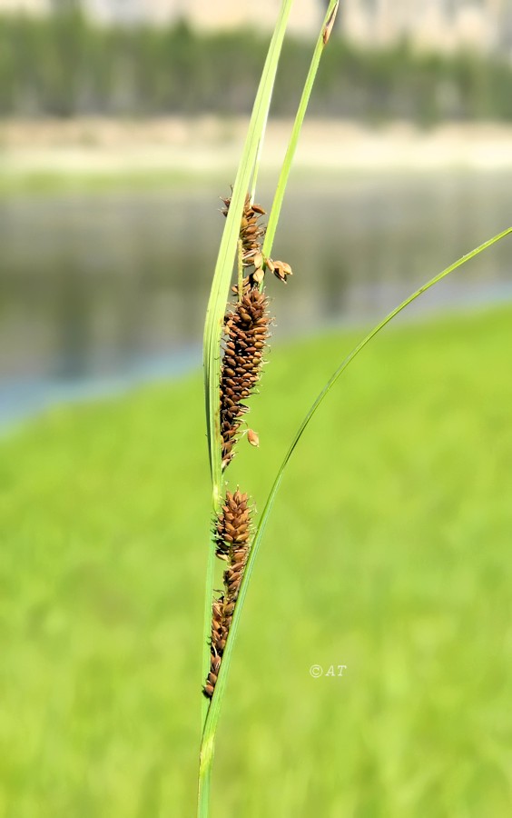 Изображение особи род Carex.