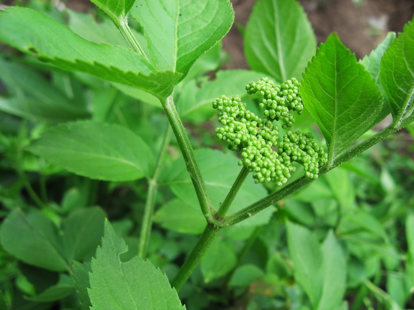 Изображение особи Sambucus nigra.