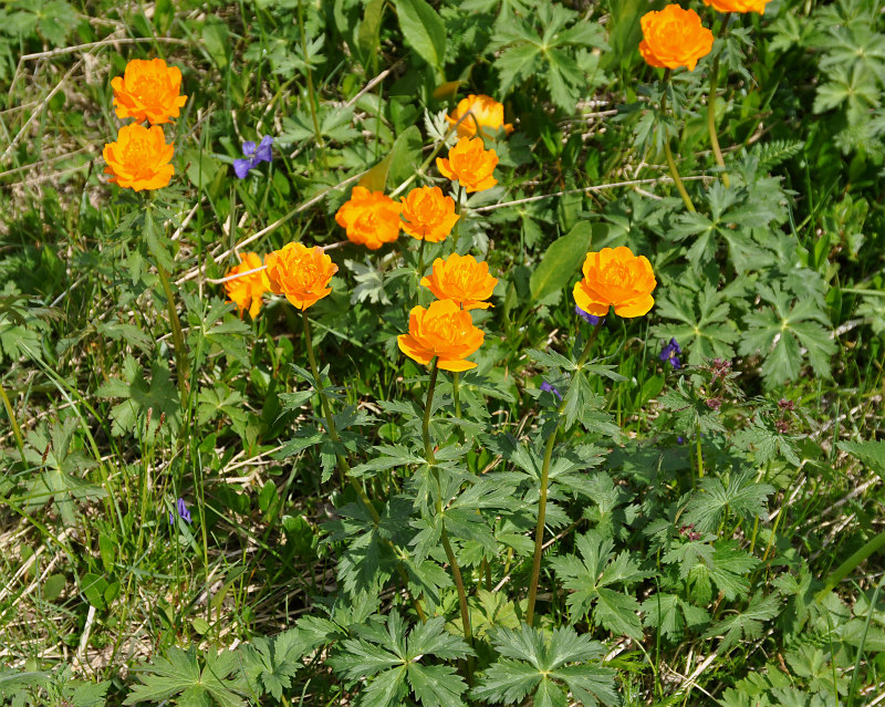 Изображение особи Trollius asiaticus.