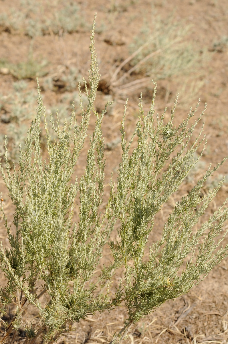 Image of Artemisia terrae-albae specimen.