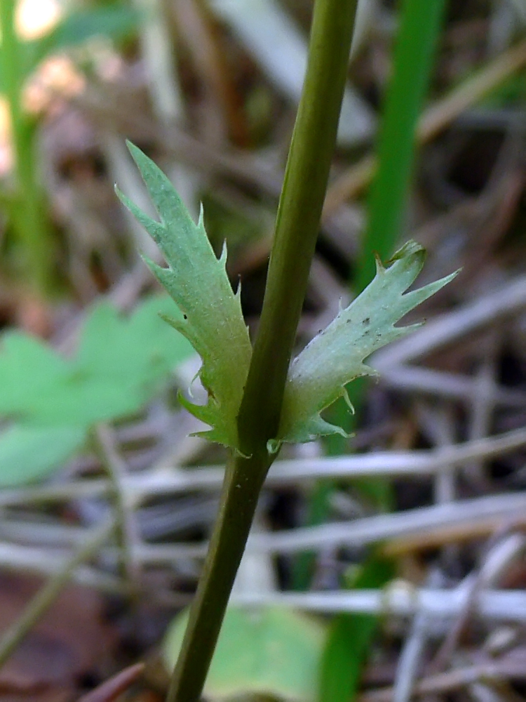 Image of Viola ruppii specimen.