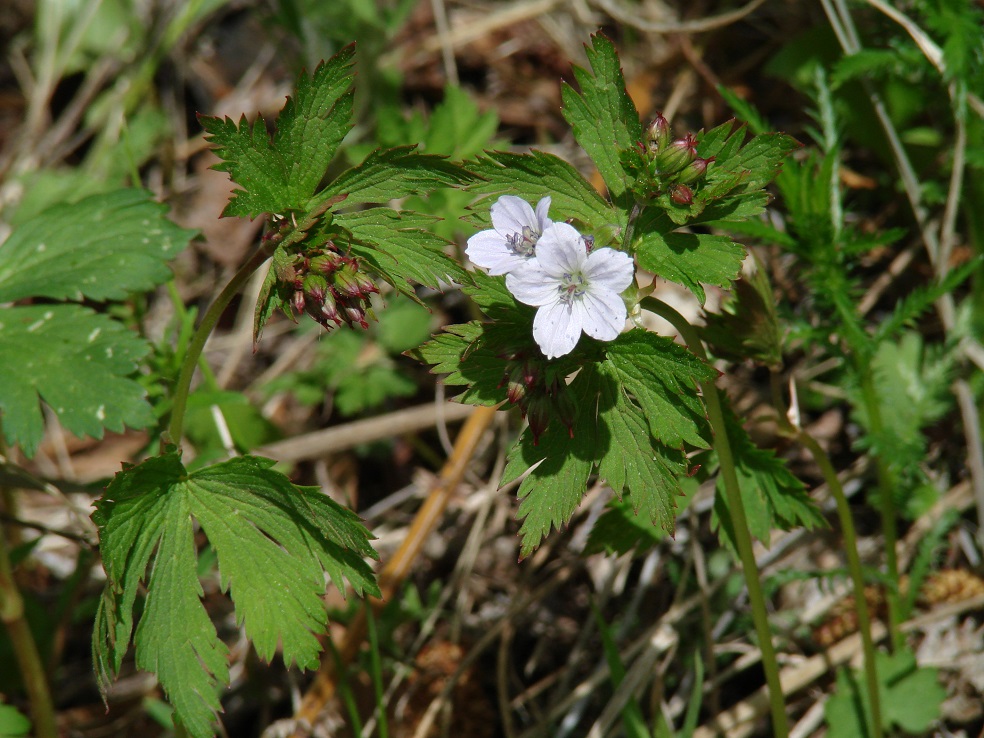 Изображение особи Geranium krylovii.