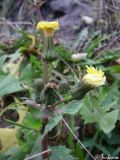 Sonchus oleraceus