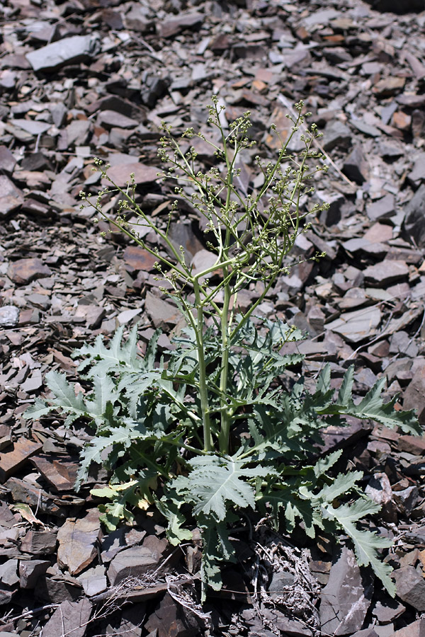 Изображение особи Crambe orientalis.