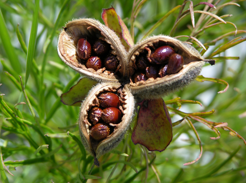 Image of Paeonia tenuifolia specimen.