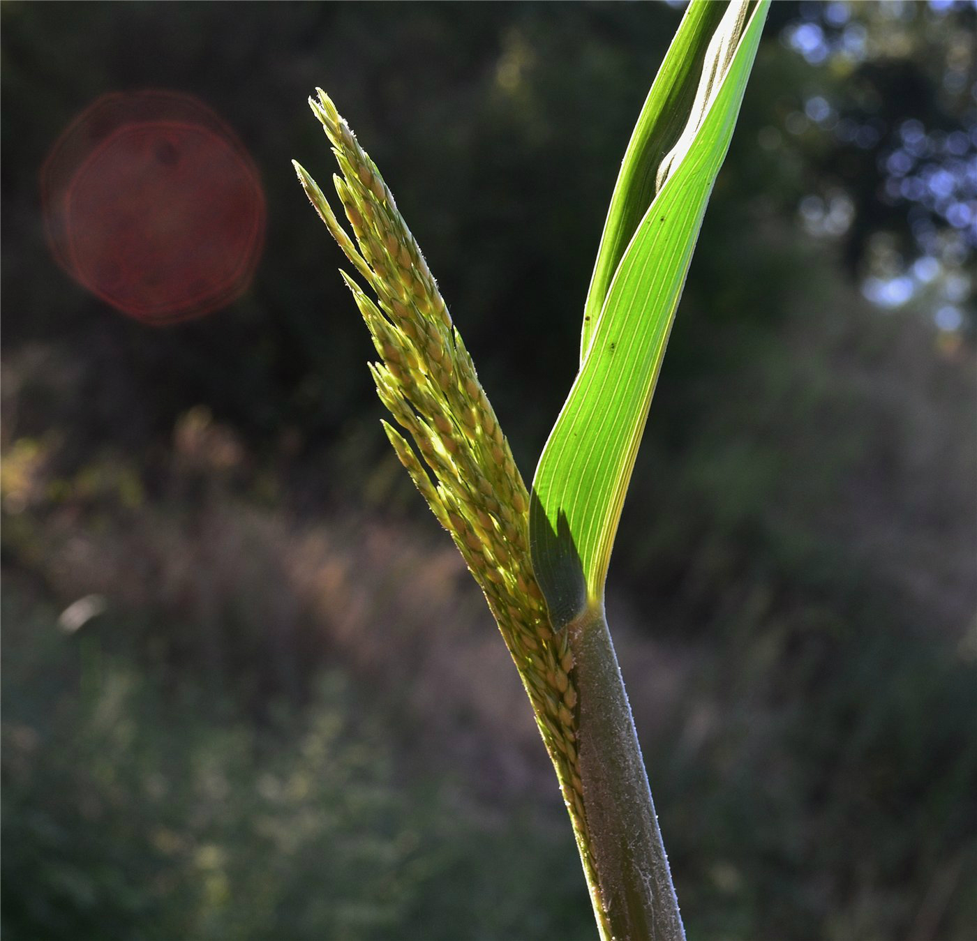 Изображение особи род Sorghum.