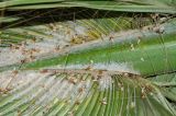 Washingtonia robusta