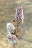 Populus tremula