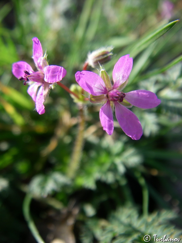 Image of Erodium cicutarium specimen.