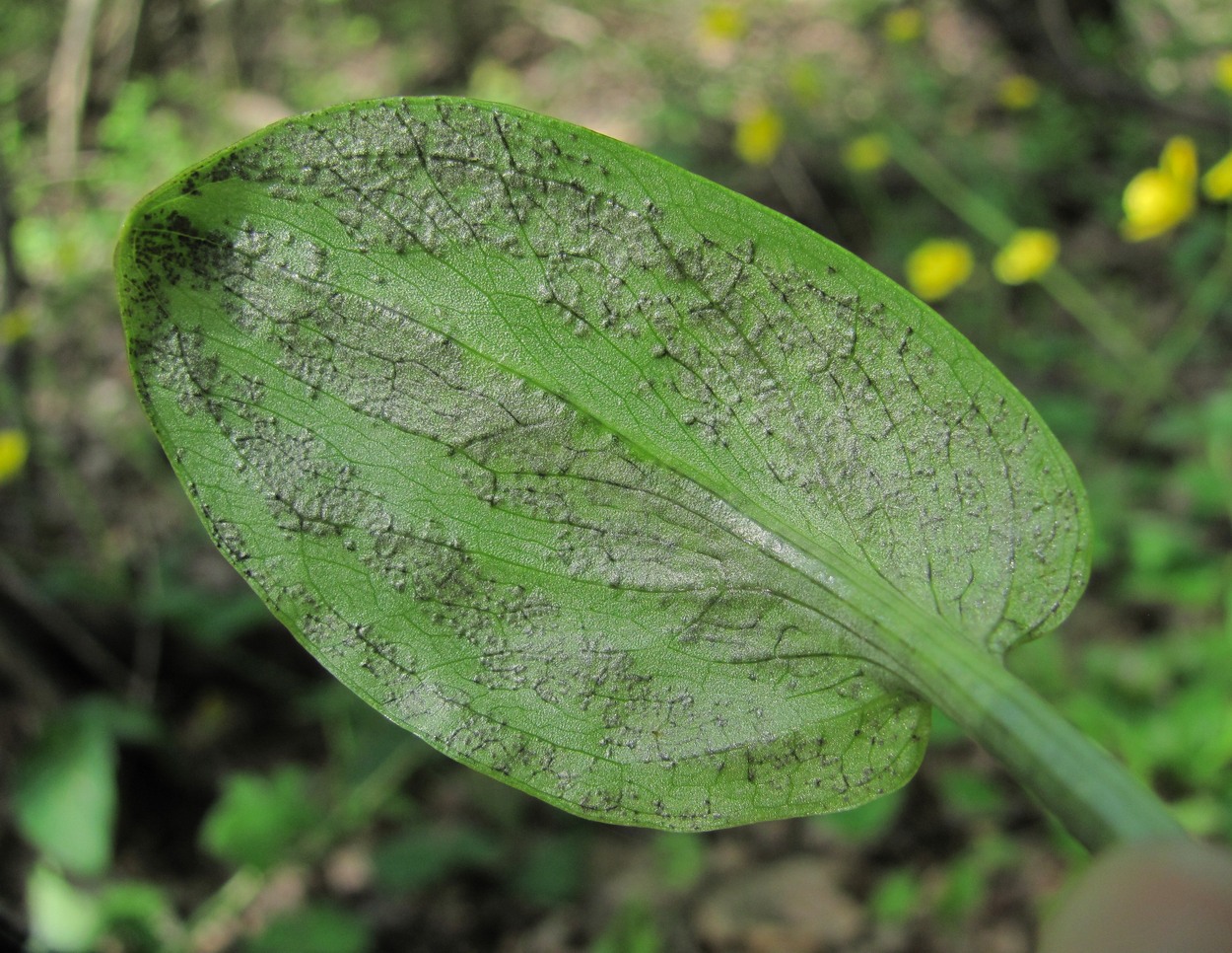 Image of Arum maculatum specimen.